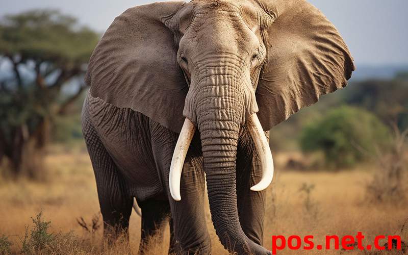 POS机费率乱象怎么破？统一标准能否省下万元手续费？